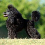 330792_266778160023405_100000736694923_825365_1148431142_o