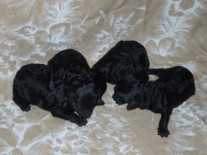 378711_302904003077487_100000736694923_927363_1815581862_n