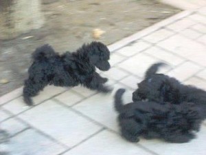 396161_329354793765741_100000736694923_1001161_427374495_n