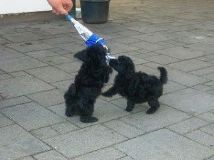 402260_329354277099126_100000736694923_1001159_970107226_n